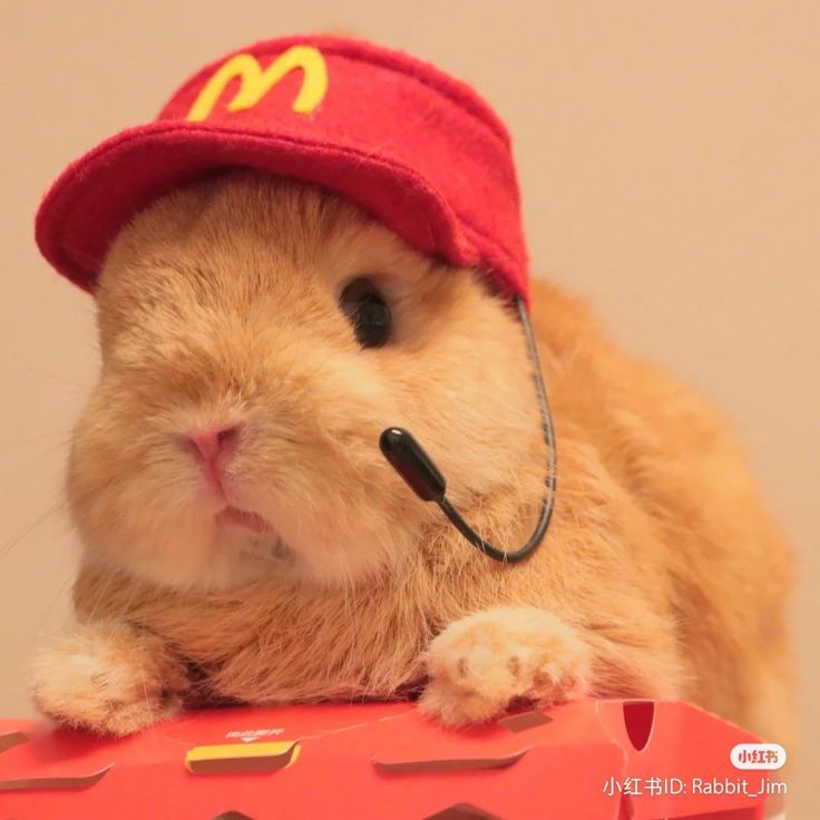 Rotación con toggle